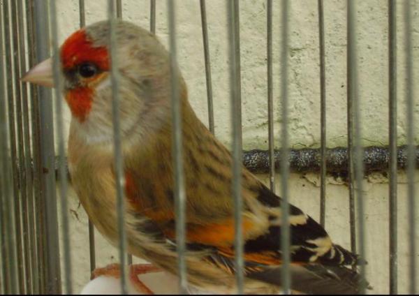 القبض على متورطين في عملية تهريب أعداد مهمة من طائر &quot;الحسون&quot; خارج المغرب