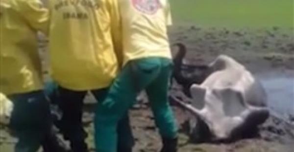 بالفيديو والصور.. لحظة انتشال عجل من بين فكي تماسيح جائعة