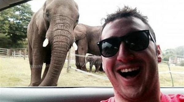 فيل يتنزع هاتف سائح ليصور نفسه "سيلفي"
