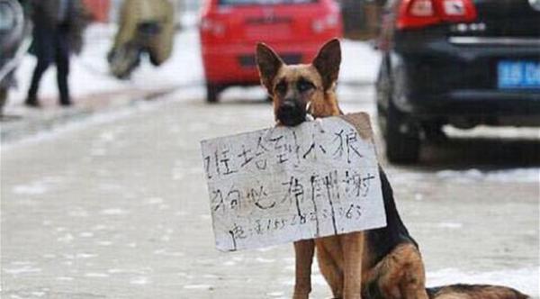 أنثى كلب تحمل لافتة: "مكافأة لمن يعثر على جروي الضائع"