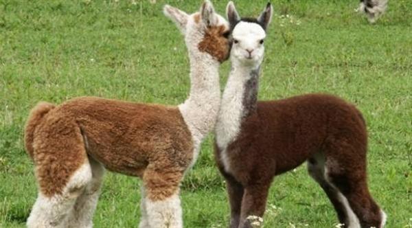 هذا الحيوان يمتلك اقوى مناعة ضد فيروس كورونا