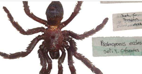 لقب بـ "الشيطان"..  اكتشاف نوع جديد من العناكب ذات العيون الثمانية