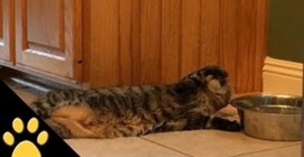 بالفيديو.. قطة كسولة تدهش الجميع