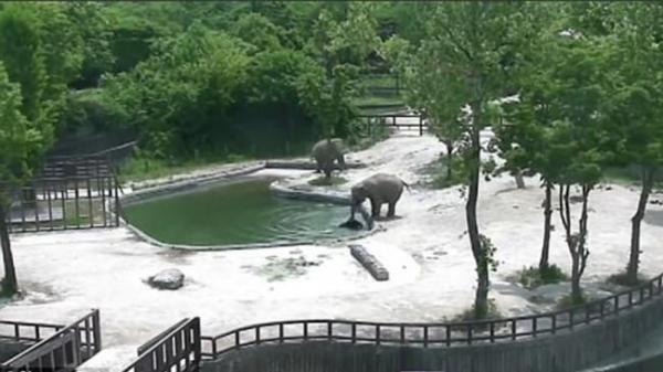 بالفيديو: شاهد كيف أنقذ هذان الفيلان صغيرهما من الغرق