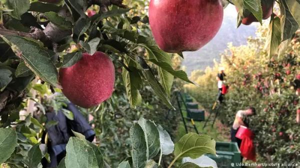 اكتشاف نوع جديد من الفطر يقضي على أحد آفات الفاكهة