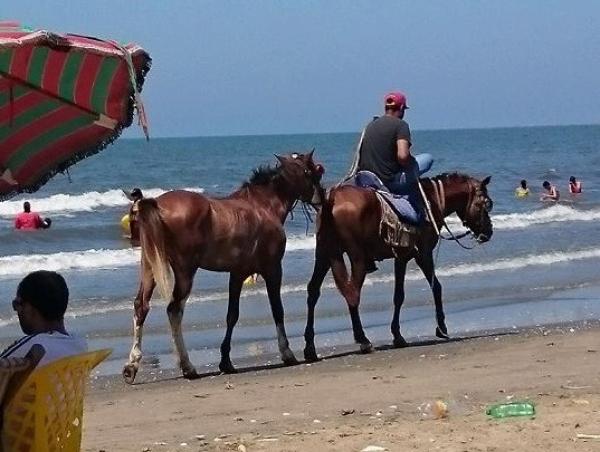 حصانان هائجان يروعان مرتادي شاطئ مارتيل ويصيبان 4 أطفال بشكل بليغ