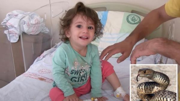لا يصدق.. أفعى سامة تلدغ طفلة تبلغ من العمر سنتين لكن الأخيرة تنجح في قتلها "عضا"
