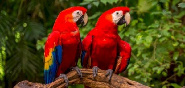 إقبال كبير على شراء الببغاوات والطيور بعد فاجعة الزلزال في تركيا