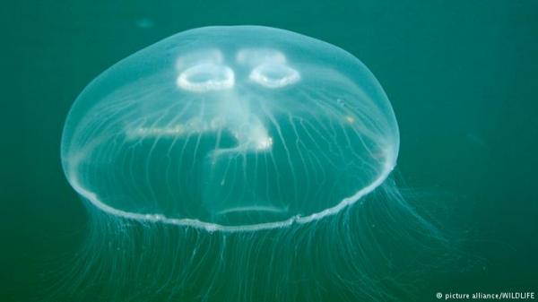 الحصول على قسط واف من النوم ضروري .. حتى لقناديل البحر