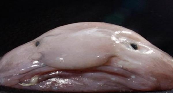 بالصور.. حيوانات غريبة مهددة بالانقراض