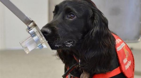 بريطانيا تستخدم الكلاب للكشف عن السرطان
