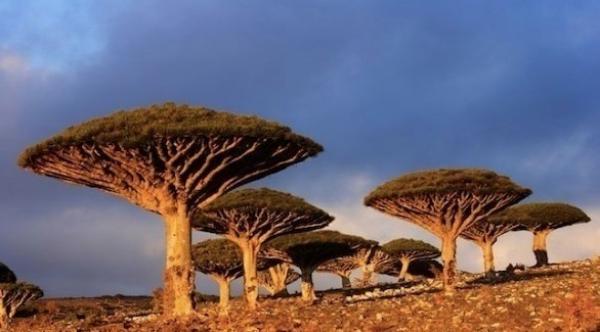 بالقرب من سواحل اليمن... جزيرة ساحرة تنفرد بميزات لا تشبه أي مكان آخر في العالم