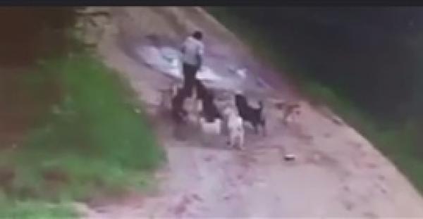 بالفيديو.. كلاب ضالة تنهش «رجلا سكران»