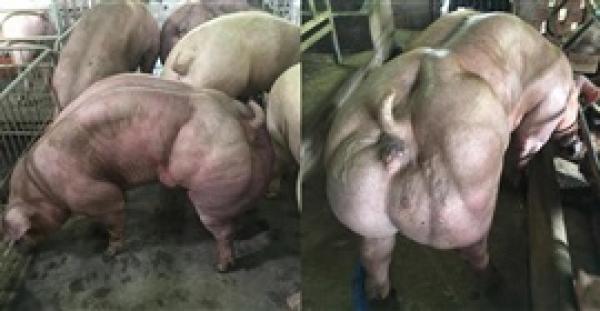 بالفيديو والصور.. خنازير بـعضلات ضخمة تثير رعب الإنترنت