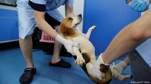 بسبب كورونا: مسودة قانون في الصين لحظر تناول لحوم الكلاب