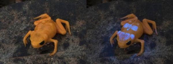 ضفادع لا يتجاوز طولها حبة الأرز (فيديو)