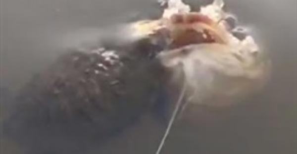 بالفيديو.. سمكة ضخمة كادت تبتلع سلحفاة أثناء سرقة طعامها