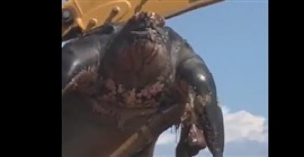 بالفيديو.. سلحفاة ضخمة في إسبانيا تثير رعب مرتادي الشواطئ