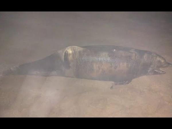 شاطئ واد الشراط بالصخيرات يلفظ دلفينا