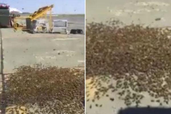 بالفيديو: سرب من النحل يحتل قاعدة جوية بريطانية