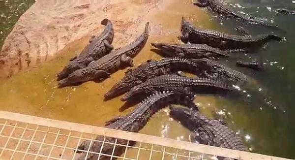 فضاء حديقة "كروكوبارك"- أكادير يزدان ب 26 من صغار أكبر ثعبان في العالم