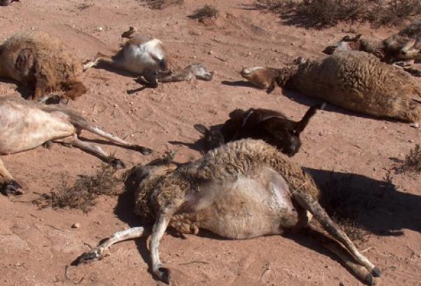 المصالح البيطرية تدخل على الخط في قضية نفوق خرفان بني ملال و هذا ما قالت عنه