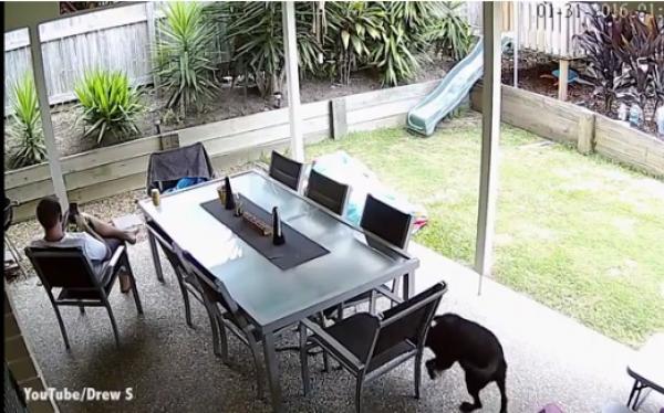 بالفيديو: كلب ينقذ صاحبه من أفعى