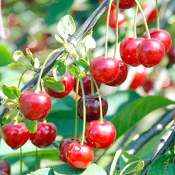 حب الملوك ينشط القلب ويعالج الالتهابات