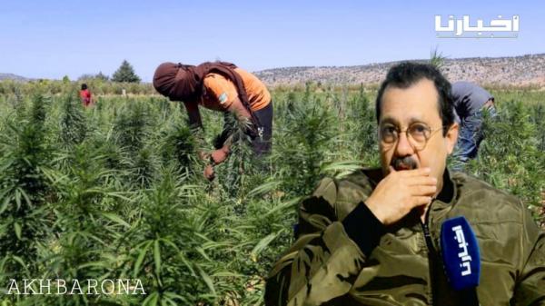 حجي: ساكنة المناطق التي تعتمد على زارعة "الكيف" عانت وما زالت تعاني الكثير لذا يجب تقنين هذه العشبة