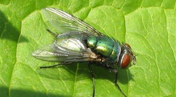 سائح ألماني يتغذى على الذباب بعدما ضل طريقه