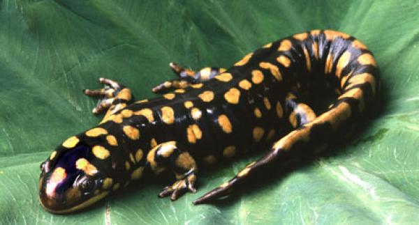 العثور على عظام متحجرة لـ «السمندل» يرجع إلى 220 مليون عاما