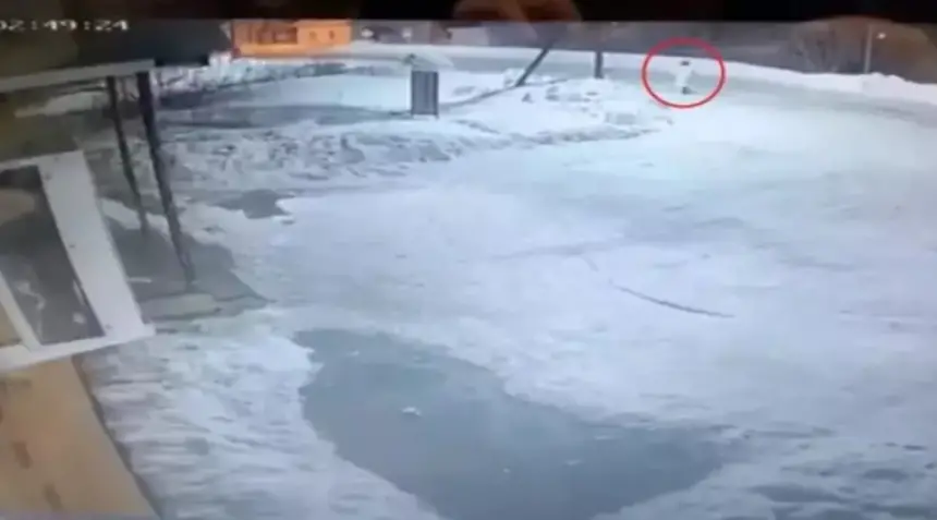 مأساة مروعة في روسيا: دب بري يفترس امرأة ويترك رأسها فقط