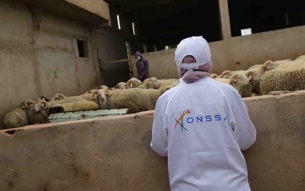 "أونسا" تكشف عن حصيلة تدخلاتها لتأمين سلامة المغاربة خلال عيد الأضحى