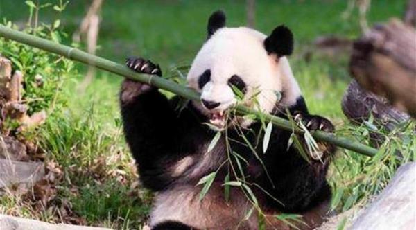 علامات الحمل الأولى تظهر على باندا مهددة بالانقراض