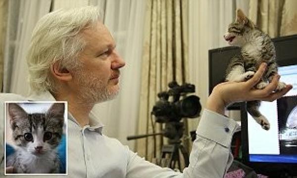 بالصور .. قطة صغيرة ترافق مؤسس ويكيليكس في السفارة الإكوادورية بلندن