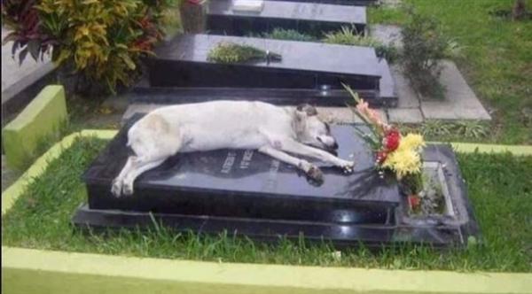 ألمان يوصون بدفنهم بجوار مقابر حيواناتهم