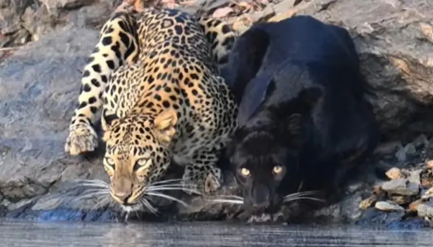 مشهد نادر يجمع نمرًا وفهدًا أسود في لقطة واحدة… فيديو يربك المتابعين ويثير جدل “الذكاء الاصطناعي”