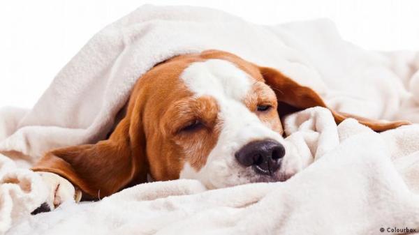 إنفلونزا الكلاب تنتشر في أمريكا وبيطريون يدقون ناقوس الخطر