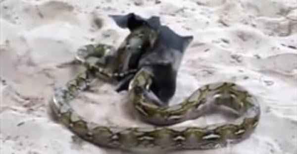 شاهد.. كيف انتهى عراك عنيف بين أفعى وخفاش