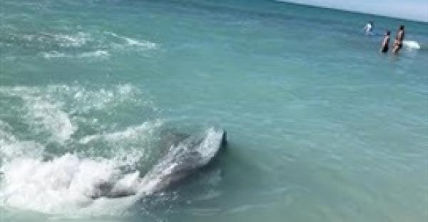 دولفين فضولي يفاجئ المصاطفين أثناء السباحة (فيديو)