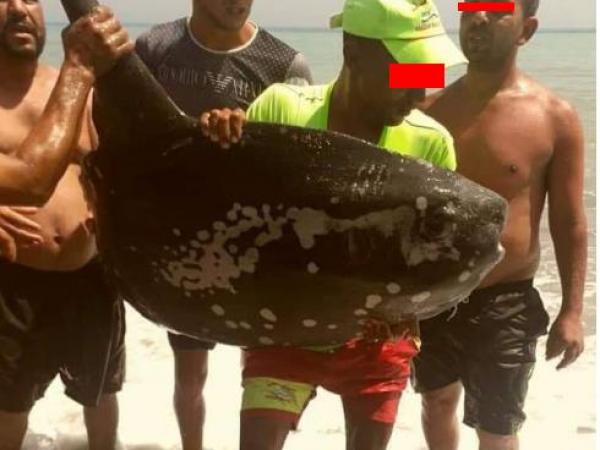 سمكة غريبة الشكل تسقط في أيدي المواطنين شمال المملكة