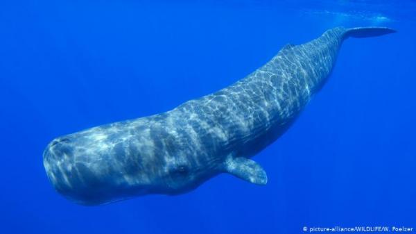 دراسة تكشف كيف استطاعت حيتان العنبر النجاة من الصيد!