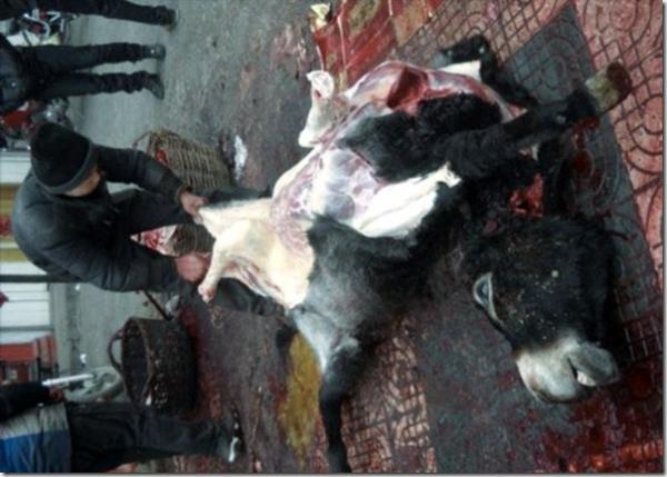 اعتقال جزار الحمير بتيزنيت