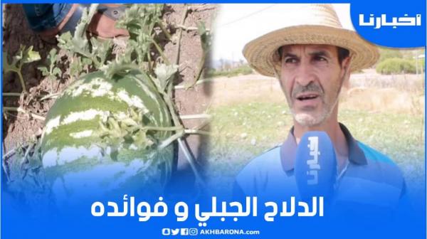 فوائد الدلاح الجبلي والقيمة الغذائية التي يتميز بها عن باقي الأنواع