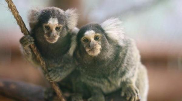 حديقة "كروكوبارك" بأكادير تشهد ازدياد مولودين اثنين للقردة ذات الفرشاة البيضاء