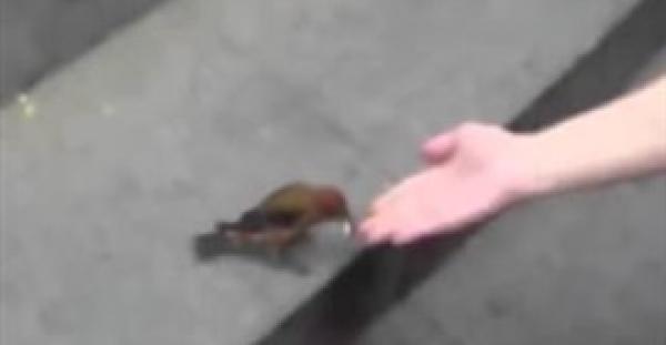 بالفيديو.. متسول يستخدم طائرين لجمع الأموال من المارة