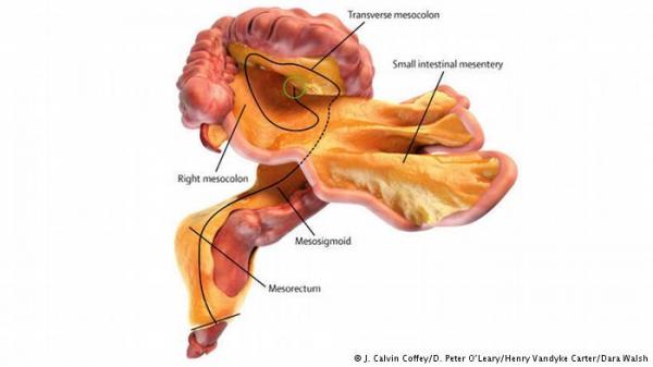 "المسراق"- عضو جديد في جسم الإنسان