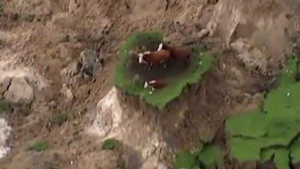 فيديو مذهل لقطيع أبقار نيوزيلندي بعد شطر الزلزال للحظيرة