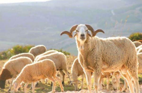 في حادث مروع...سيارة تقتل قطيعا من الأغنام نواحي خريبكة ونقل السائقة في حالة خطيرة إلى المستعجلات