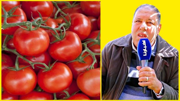 بداية من اليوم.. أسعار الطماطم تسجل تراجعا كبيرا و"مومن" يوضح الأسباب